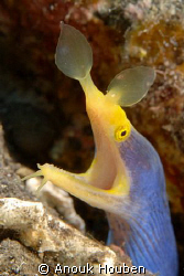 Blue ribbon eel. Picture taken at Coral Garden, Tulamben,... by Anouk Houben 